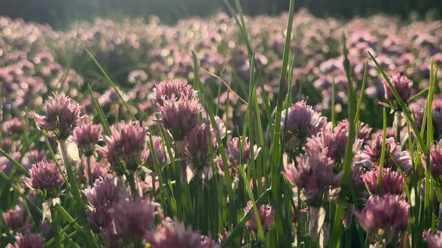 A serene field of pink clover flowers under soft sunlight, evoking springtime renewal and natural beauty with a touch of pastoral charm