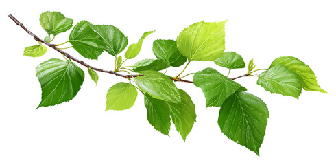 A vibrant green branch with lush leaves capturing natures essence isolated on transparent background