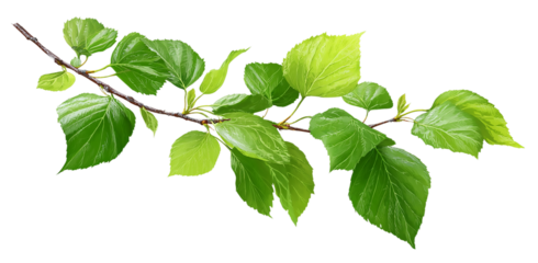 A vibrant green branch with lush leaves capturing natures essence isolated on transparent background