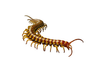 Fototapeta premium A detailed view of a segmented arthropod with multiple legs isolated on a transparent background