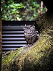 Tawny Frogmouth Camouflaged on Tree