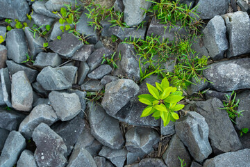 Green climbing vines on tree trunk