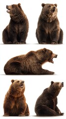 Multiple poses of realistic bears showcasing their expressions and postures in a studio setting