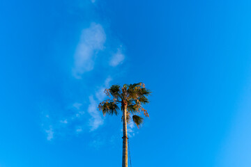 Palm tree under clear blue sky