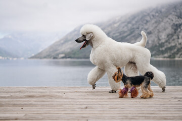 A large, beautiful white poodle with a royal trim is running through an old town alongside a...