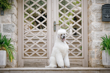 A large, beautiful white poodle with a royal trim in an old town surrounded by picturesque nature