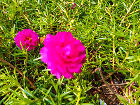 Fototapeta Portulaca Grandiflora or Moss Rose Purslane or Bunga Krokot Mawar in soft pink color surrounded with green grass. Close up.