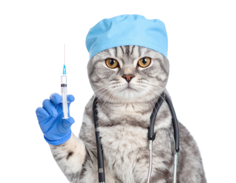 A gray tabby cat dressed as a doctor, wearing a blue surgical cap and gloves, holding a syringe with a stethoscope around its neck.