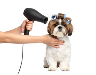 A small dog with hair rollers in its fur is being dried with a hairdryer held by a person"s hands.