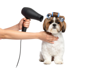 A small dog with hair rollers in its fur is being dried with a hairdryer held by a person"s hands.