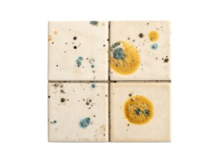 Four square ceramic tiles with varying green and yellow mold or fungus spots growing on their surfaces.