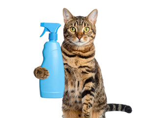 A tabby cat is holding a blue spray bottle with one paw while looking directly forward.