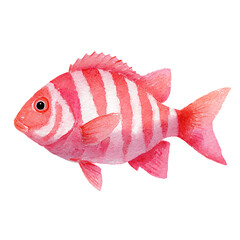 A watercolor illustration of a pink striped fish with delicate brushstrokes and vibrant colors on a transparent background