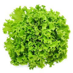 Obraz premium Fresh Green Leafy Lettuce Isolated on White Background