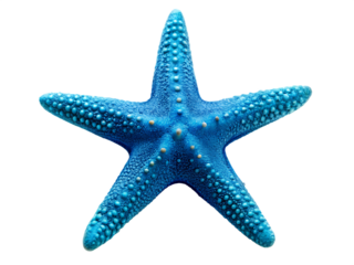  Blue starfish isolated on white background PNG.AI Generated.