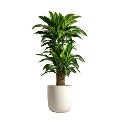 A vibrant, upright plant in a white pot
