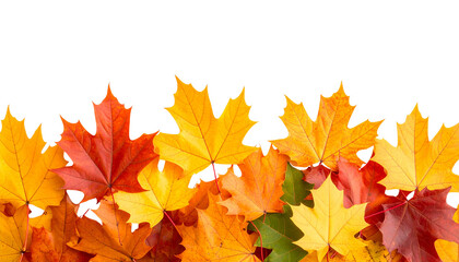 Fototapeta premium colorful autumn maple leaves 