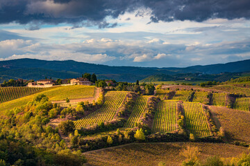 terraced vineyards in the countryside of Gaiole in Chianti (Siena)