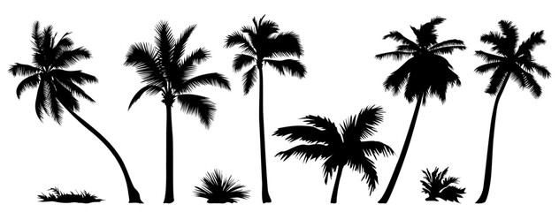 Palm tree black silhouettes set. Monochrome hand drawn vector illustrations isolated on transparent background