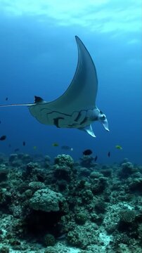 raie manta nageant dans l'oc&eacute;an