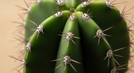 Macro closeup of green cactus with sharp long white and brown spines on smooth blurred beige background modern minimalist botanical nature concept