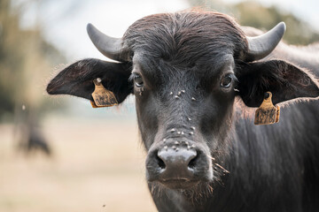 portrait of a cow buffalo animal