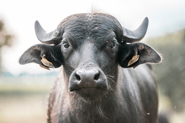 portrait of a cow buffalo animal 
