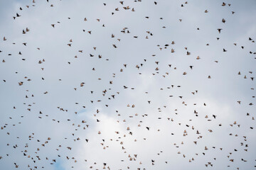 big swarm flock of birds in the sky sparrow