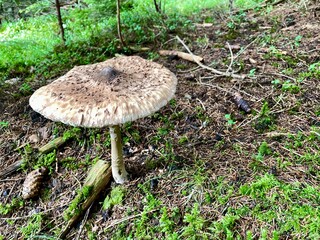 Parasol, Pilz, 