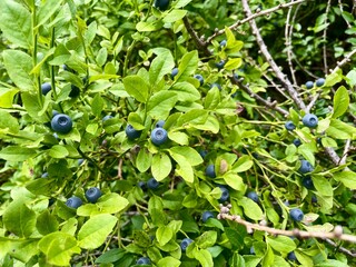 Heidelbeeren, Schwarzbeeren, Blaubeeren, Moosbeeren
