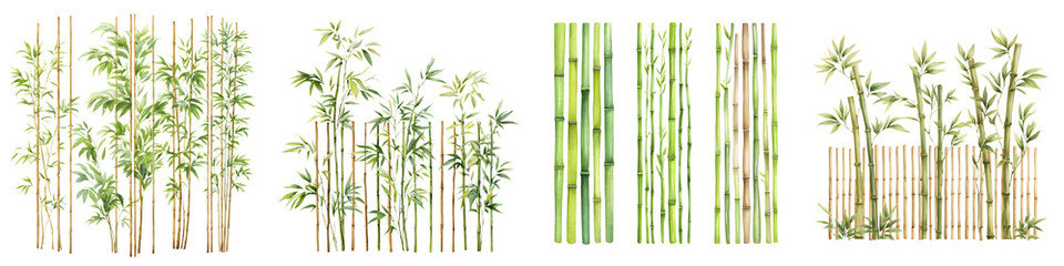 Collection of Bamboo Plants Isolated on White