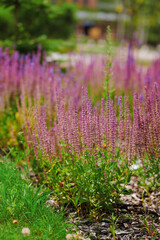 lavender blooms in lush garden setting with vibrant purple spikes and soft greenery. ideal for nature, landscaping, summer themes, relaxation, and mindfulness projects.