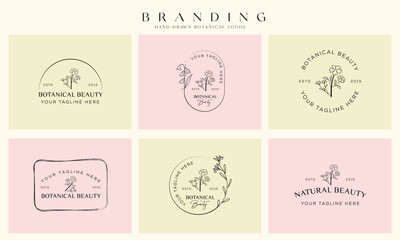 Minimal feminine botanical floral branch and logo. Hand drawn wedding herb, homeplant with elegant leaves. Botanical rustic trendy greenery