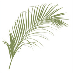 Obraz premium Elegant Palm Frond Illustration Tropical Plant Design Element in Vector Format for Creative Projects