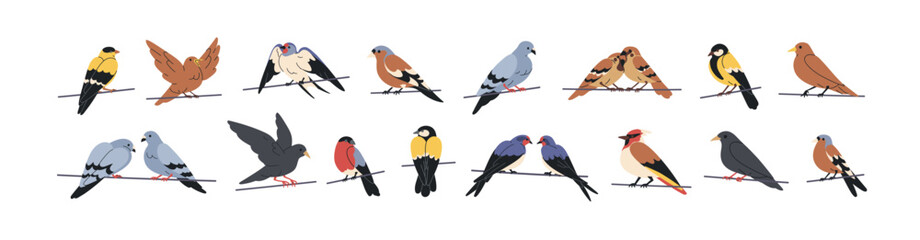 Naklejka na ściany i meble Birds perched on electric lines, set. Spring songbirds relaxing, wild pigeon, sparrow, tit and bullfinch sitting on wire, string, cable, branch. Flat vector illustration isolated on white background