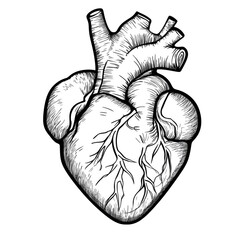 Anatomical illustration of a human heart in sketchy style against a transparent background