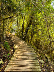 Mysterious hiking trail path through dense mountain forest