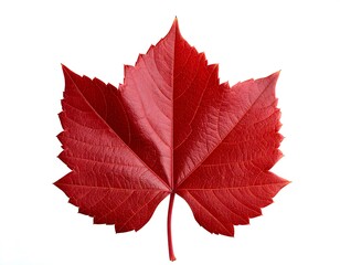 Naklejka premium Vibrant red autumn leaf, detailed veins