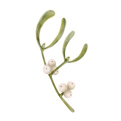 Mistletoe branch with white berries