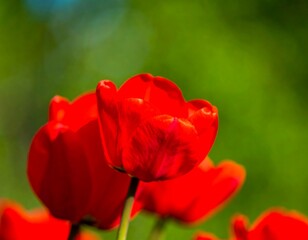 Vibrant red tulips in a garden setting