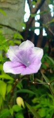 Delicate Purple and White Flower in Greenery