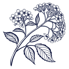 viburnum plicatum with leaves