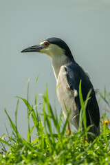 Black-crowned Night Heron Standing in Marsh Grass