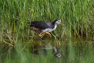 White-breasted Waterhen Walking Through Marsh Reeds with Reflection