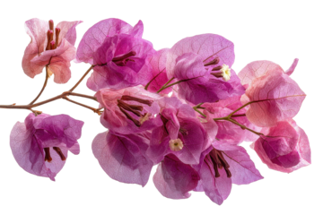 Delicate Pink Bougainvillea Branch Isolated Black Background, isolated on a transparent background
