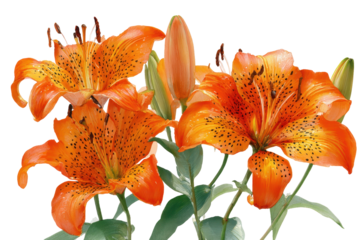 Vibrant orange lilies blossoms close up black background, isolated on a transparent background