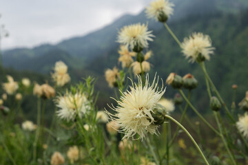 Centaurea iberica, also known as Iberian cornflower, Centaurea iberica blooms in the mountains of Kazakhstan, Zailiysky Alatau in Almaty