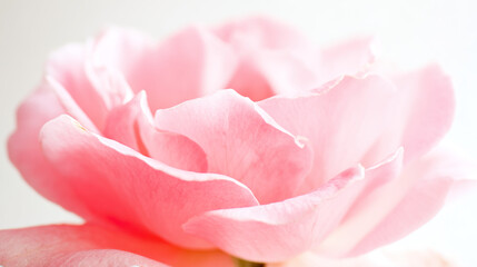 Obraz premium Pink rose in full bloom against a white background, delicate petals, soft gradient hues.