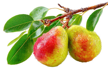 Two juicy pears on a branch with green leaves water droplets glistening, isolated on a transparent background