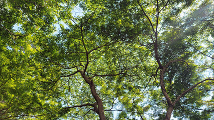 日本の夏、イロハモミジ／Japanese summer, Japanese maple／일본 여름, 일로 하모미지